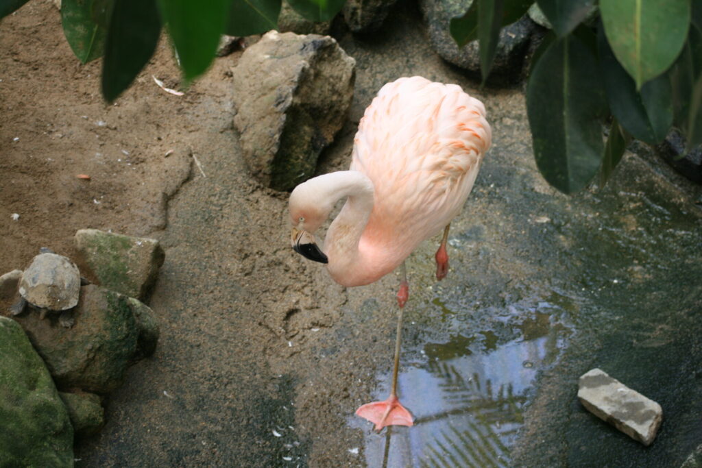 草津熱帯圏のかわいいフラミンゴ