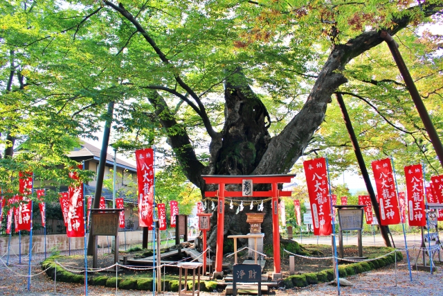 御神木があることで有名な秩父今宮神社