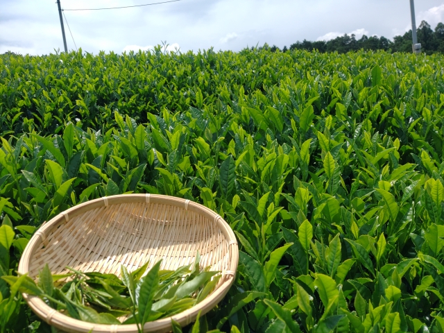 一面に茶畑が広がる京都和束