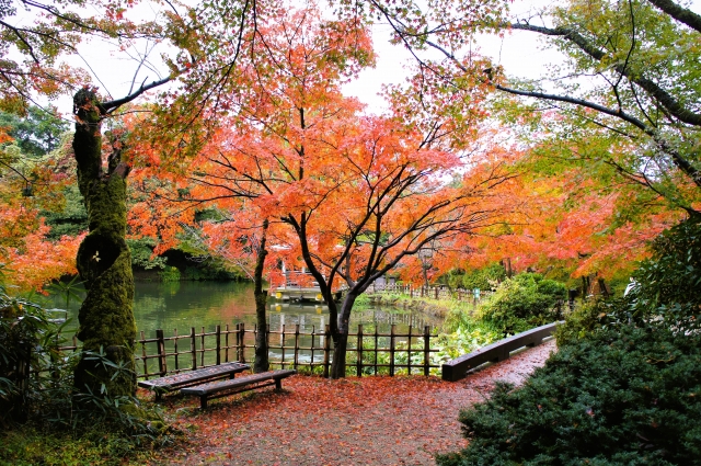 散策しながら紅葉を楽しむ、高岡古城公園