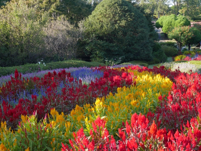 のこのしまアイランドパーク・ケイトウの花畑