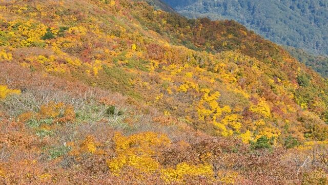 新潟の紅葉スポット