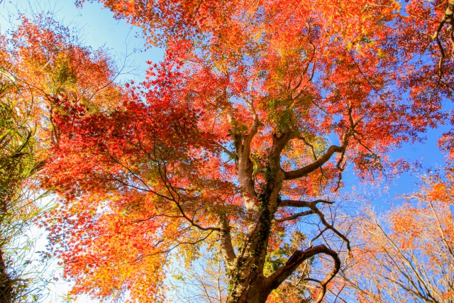 千葉県房総半島に位置する紅葉の名所のもみじロードのイメージ