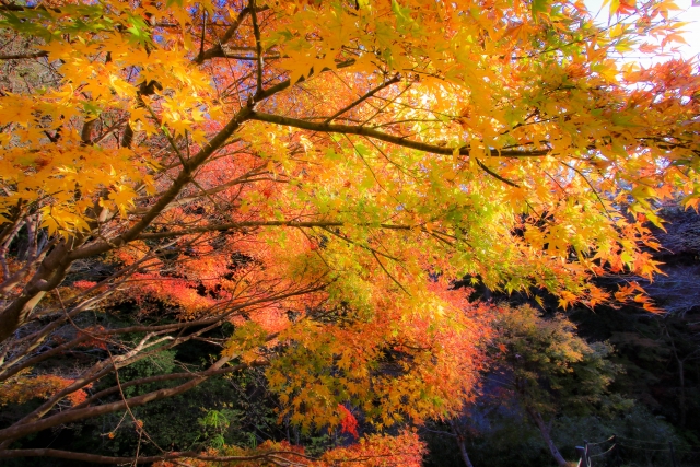 秋に絶対行きたい埼玉の月の石もみじ公園