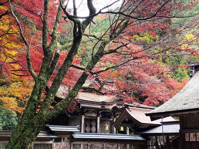 紅葉の大矢田神社