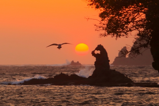 西伊豆の夕暮れをカモメが飛ぶ大田子海岸