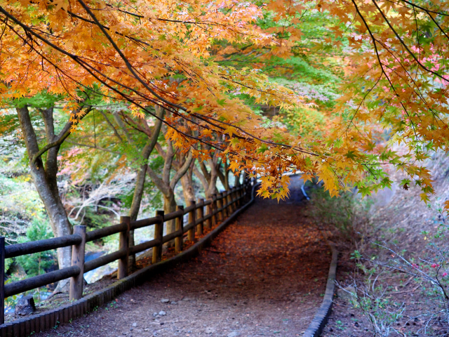 11月の甲府観光で紅葉や温泉を堪能