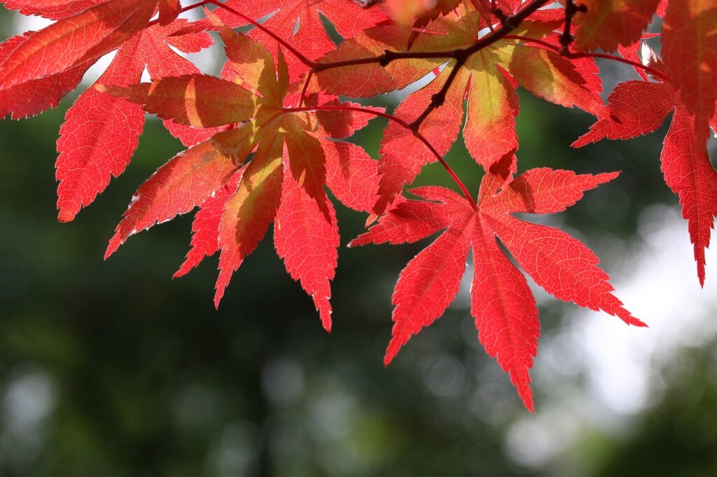 池峯もみじの郷は、湯河原町にある紅葉の名所