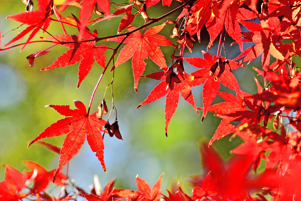 鬼怒川の紅葉スポット