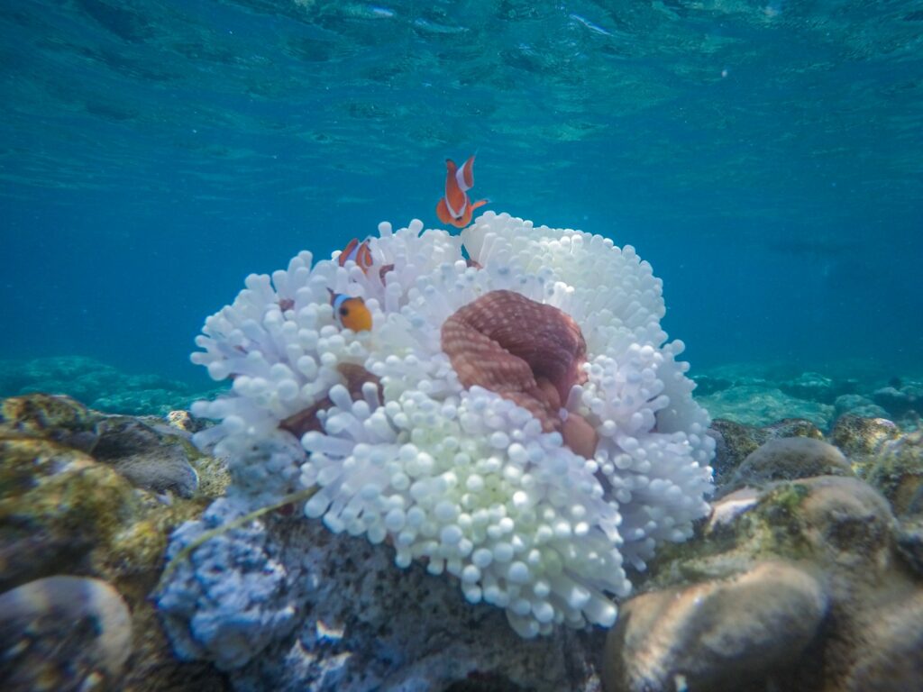 ボートから見える海底の景色