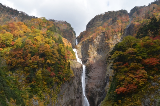 紅葉が見頃、11月の称名滝