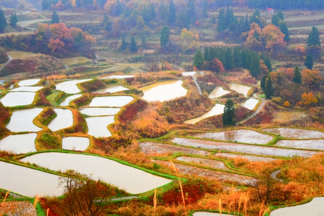 秋の星峠の棚田の景色を眺める