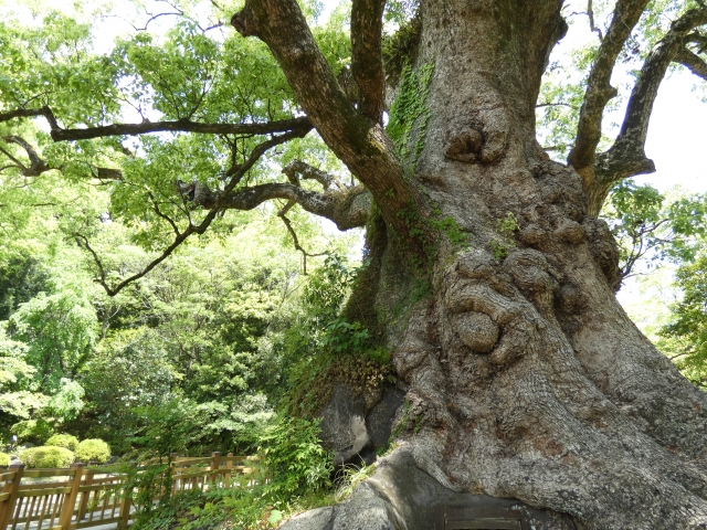 鹿児島蒲生の大クス