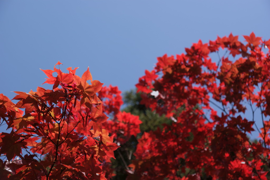 赤く染まった津軽霊場の紅葉イメージ