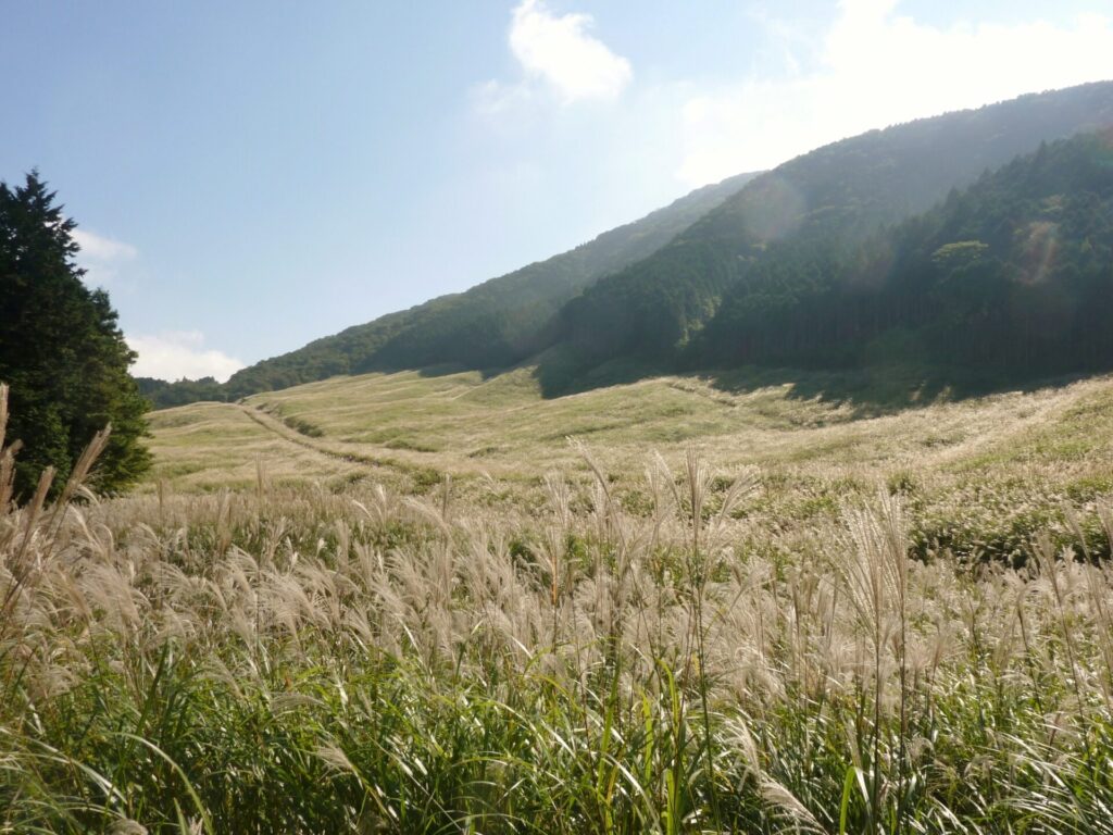 すすきの穂が霜で白く輝き、幻想的な風景が広がります