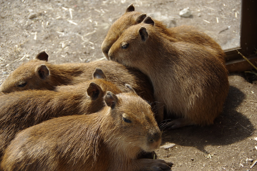 伊豆アニマルキングダムのカピバラ　静岡