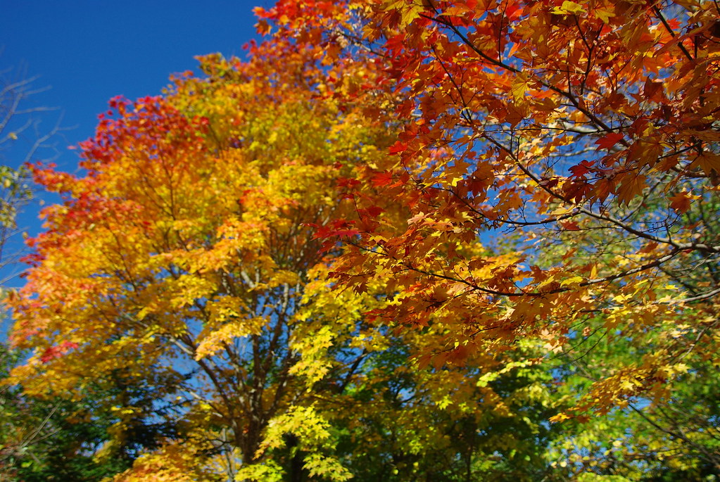 紅葉狩り