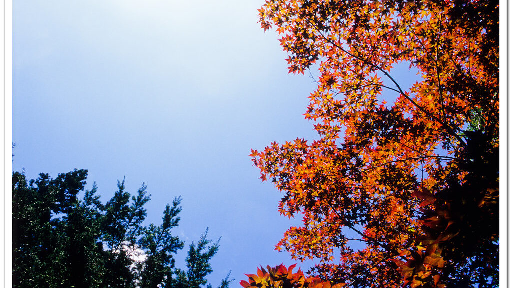 湯沢のきれいな紅葉