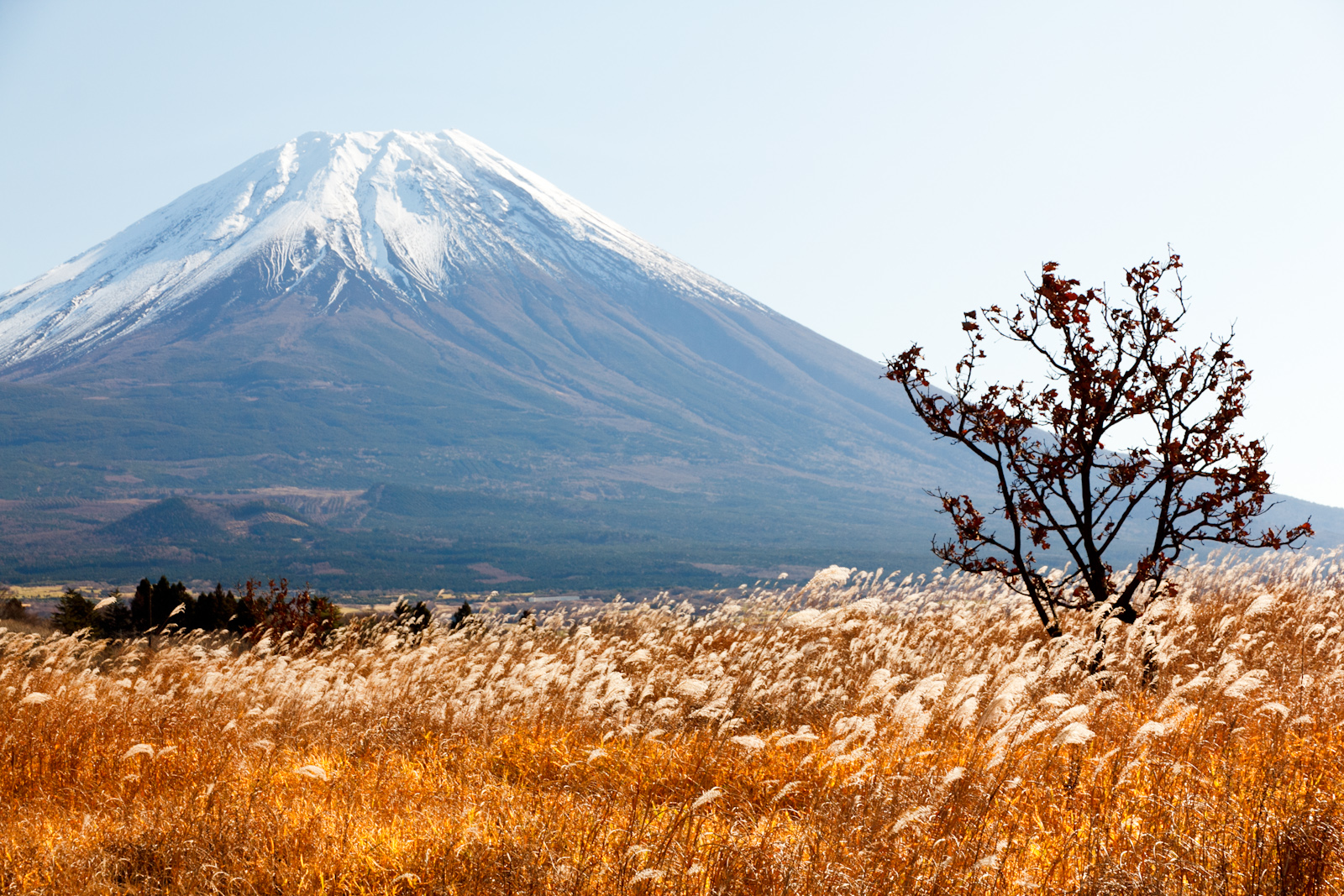 冬の朝霧高原からみる富士山