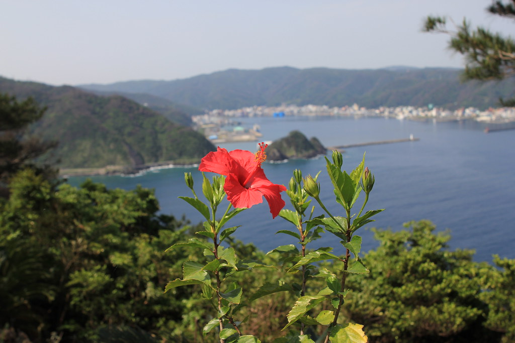 奄美大島、名瀬の街とハイビスカス