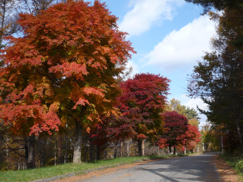 富士見高原リゾートの紅葉