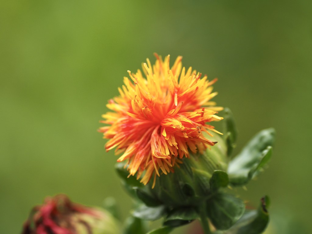 紅花染め体験もおすすめ