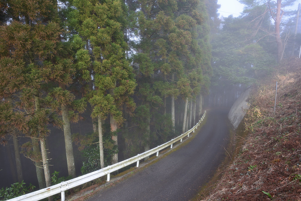 国見ヶ丘の森林と山道の様子