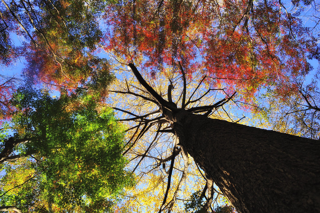 鎌倉の紅葉スポットの中でも特に幻想的な場所