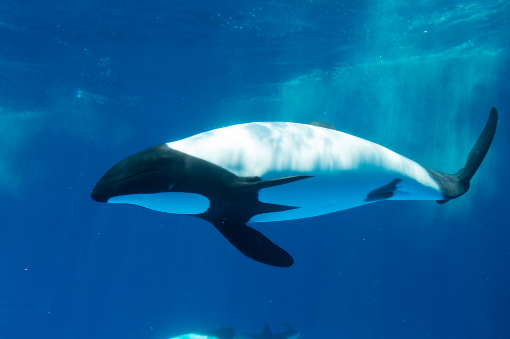 仙台うみの杜水族館のイロワケイルカ