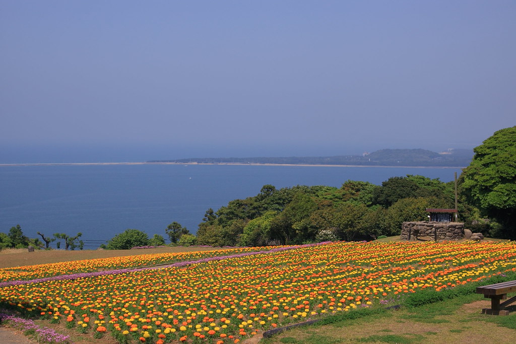 のこのしまアイランドパークの花畑（マリーゴールド）と海