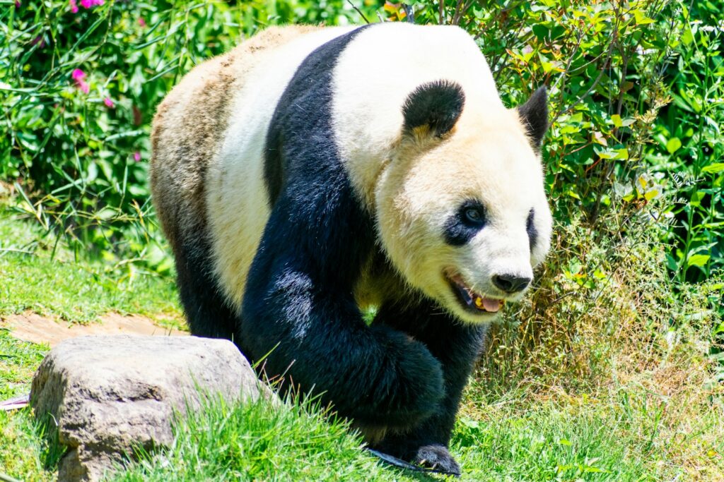 東京の上野動物園への行き方