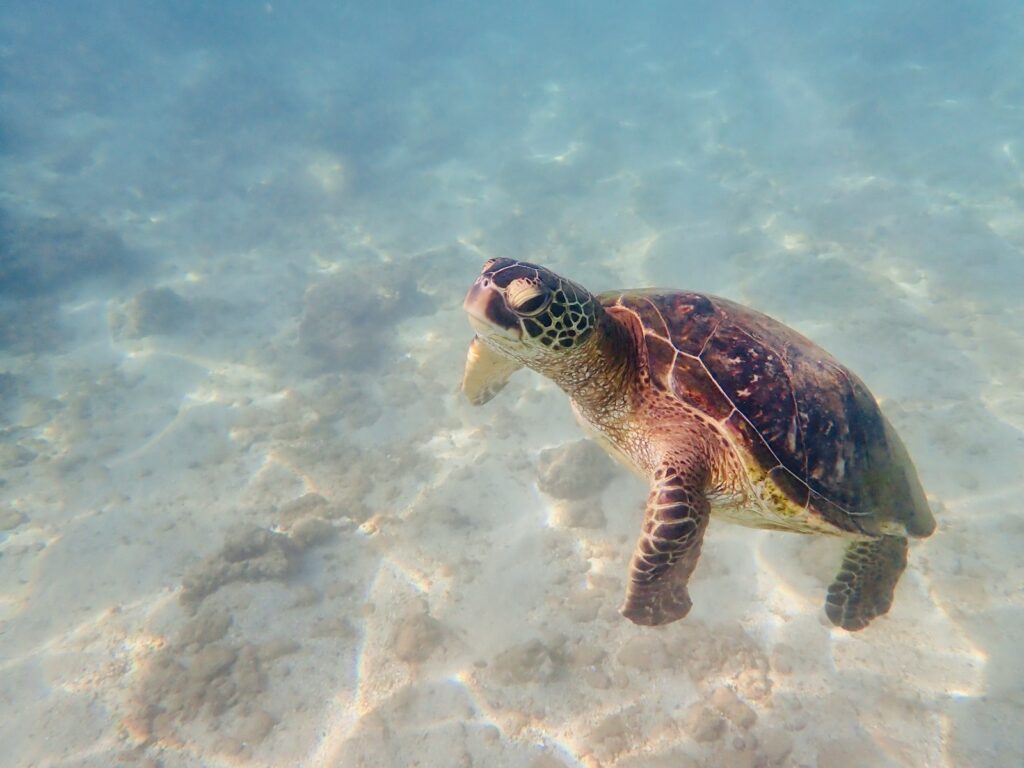 海底を泳ぐウミガメ