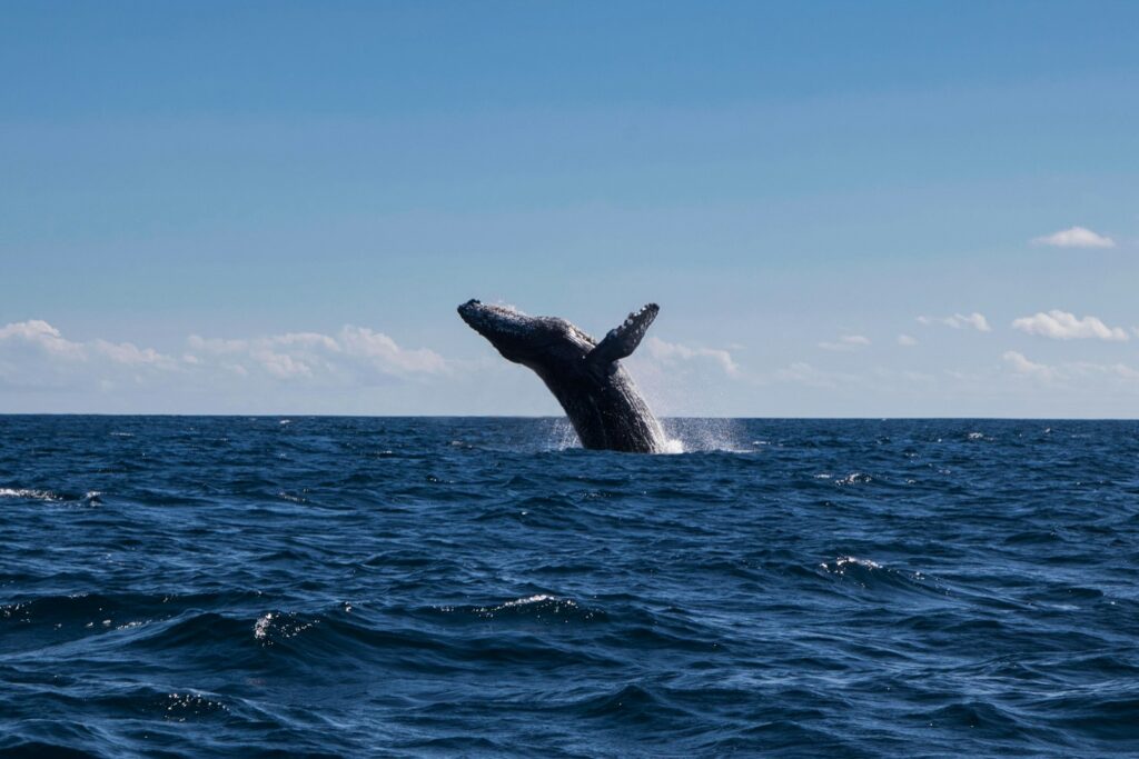 海から勢いよく飛び出すクジラ