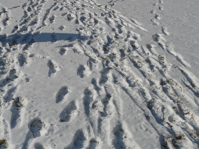 雪道にできたいろんな人の靴跡