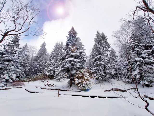 雪に覆われた奥飛騨の木々