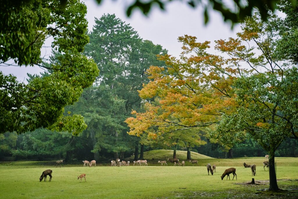 紅葉が始まる奈良公園