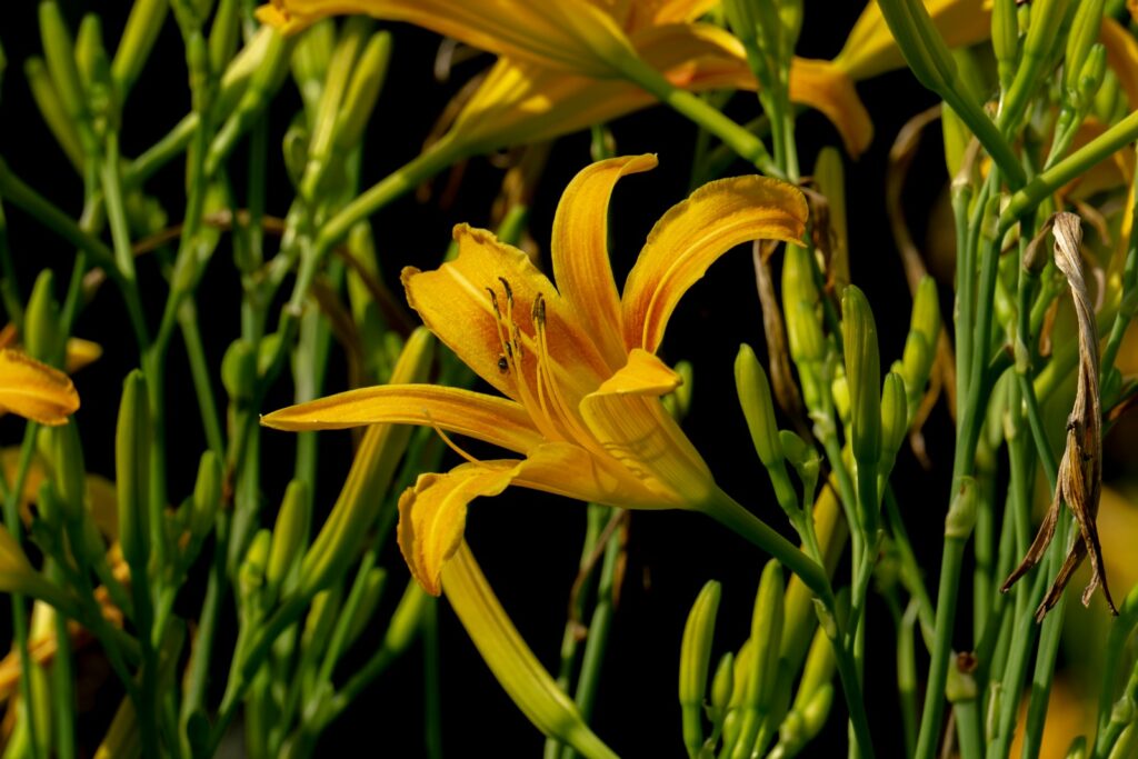 エゾカンゾウの花の画像