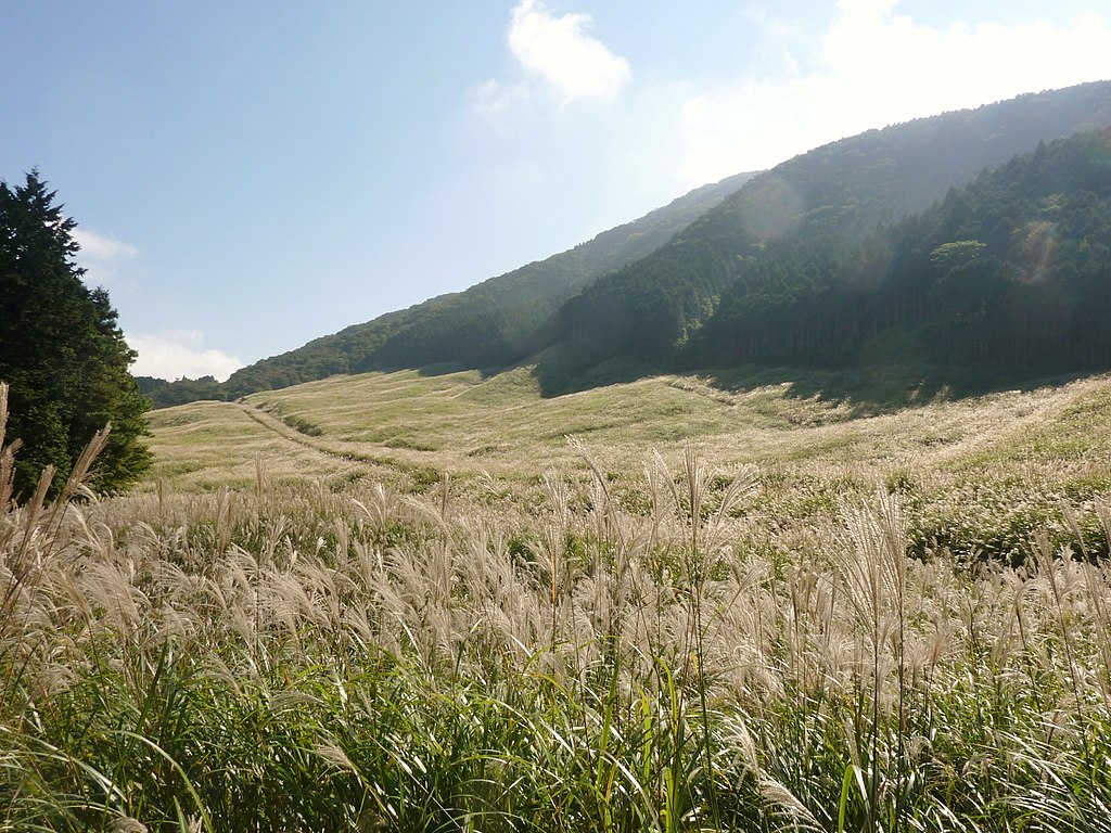 仙石原すすき草原