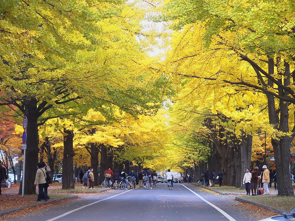 札幌の秋を代表する北海道大学イチョウ並木