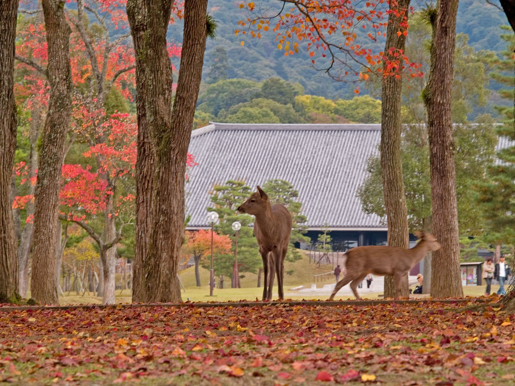 奈良公園