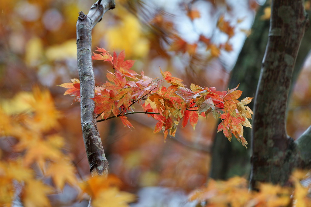 紅葉の名所蓼科でみたい紅葉のイメージ