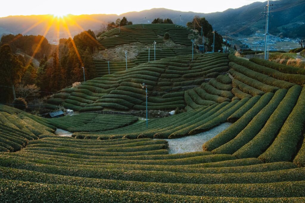 京都和束の茶畑の夕暮れ