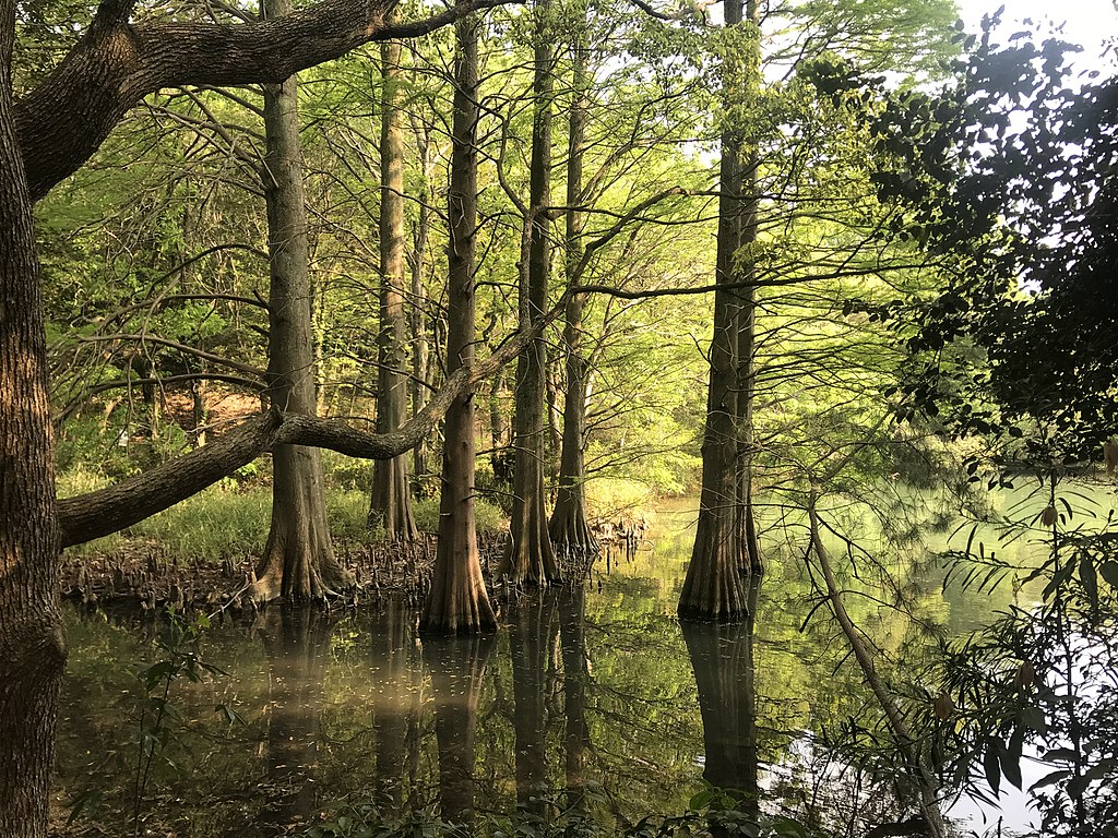 福岡の篠栗九大の森