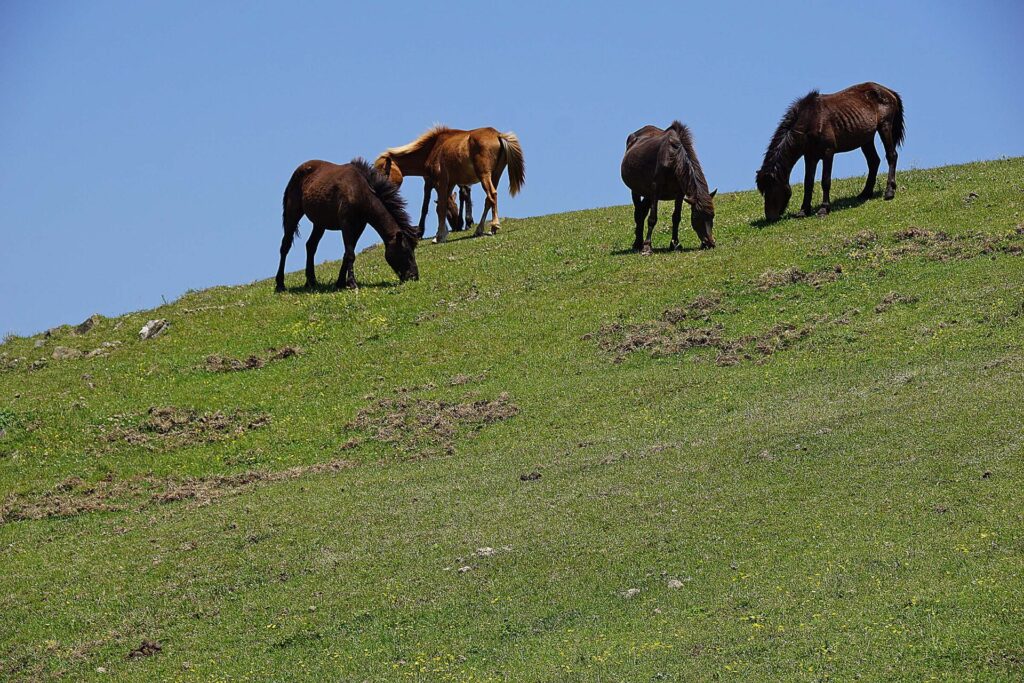 野生の馬「御崎馬」が生息している都井岬