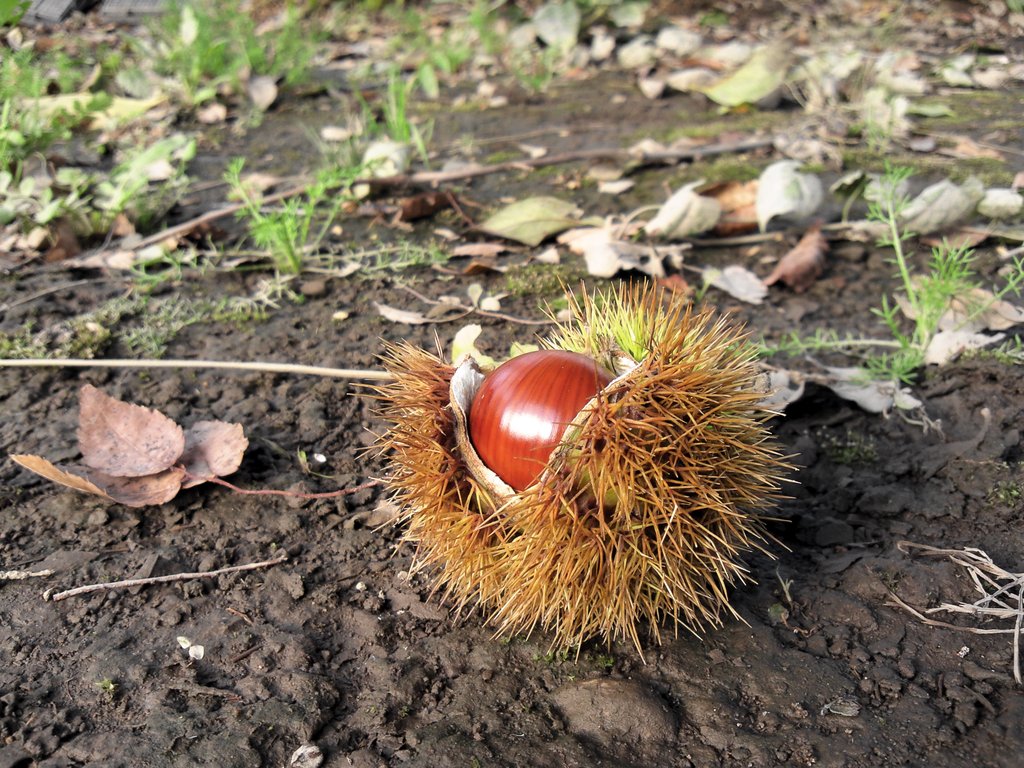 福井の秋の味覚、栗