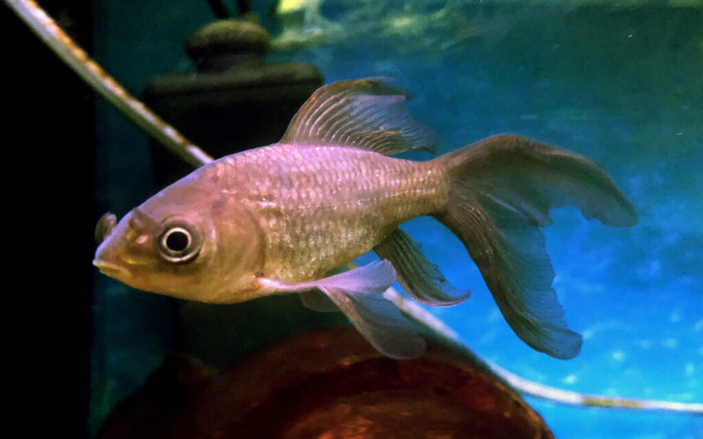 高千穂峡淡水魚水族館に展示されている鉄魚