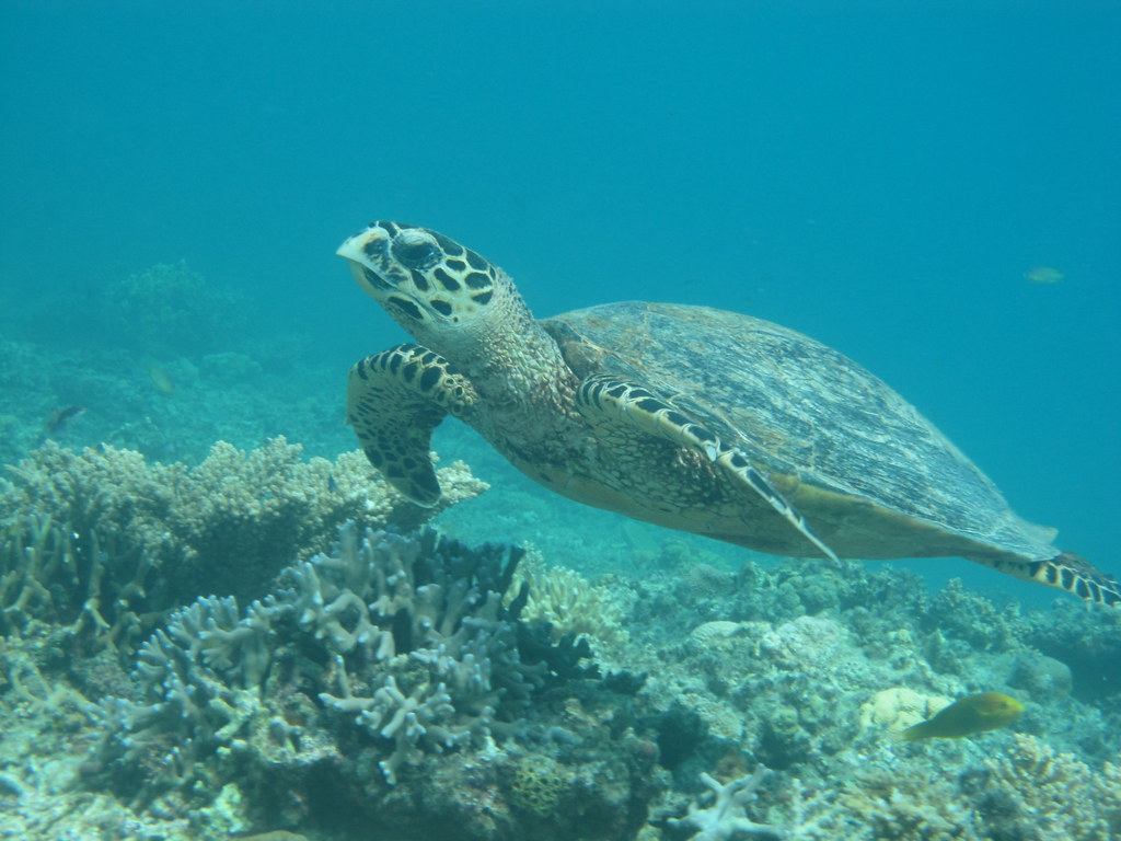 底土海水浴場に生息するウミガメのイメージ