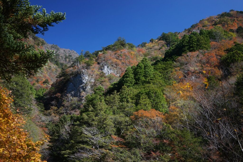 11月に見頃を迎えるべふ峡の紅葉