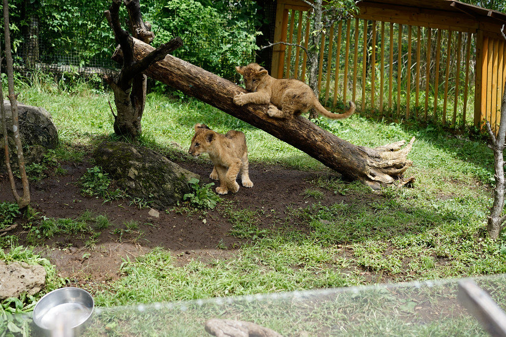 動物のとのふれいあいが楽しい富士サファリパーク