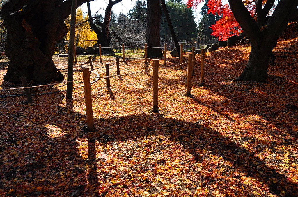 紅葉の美しい公園